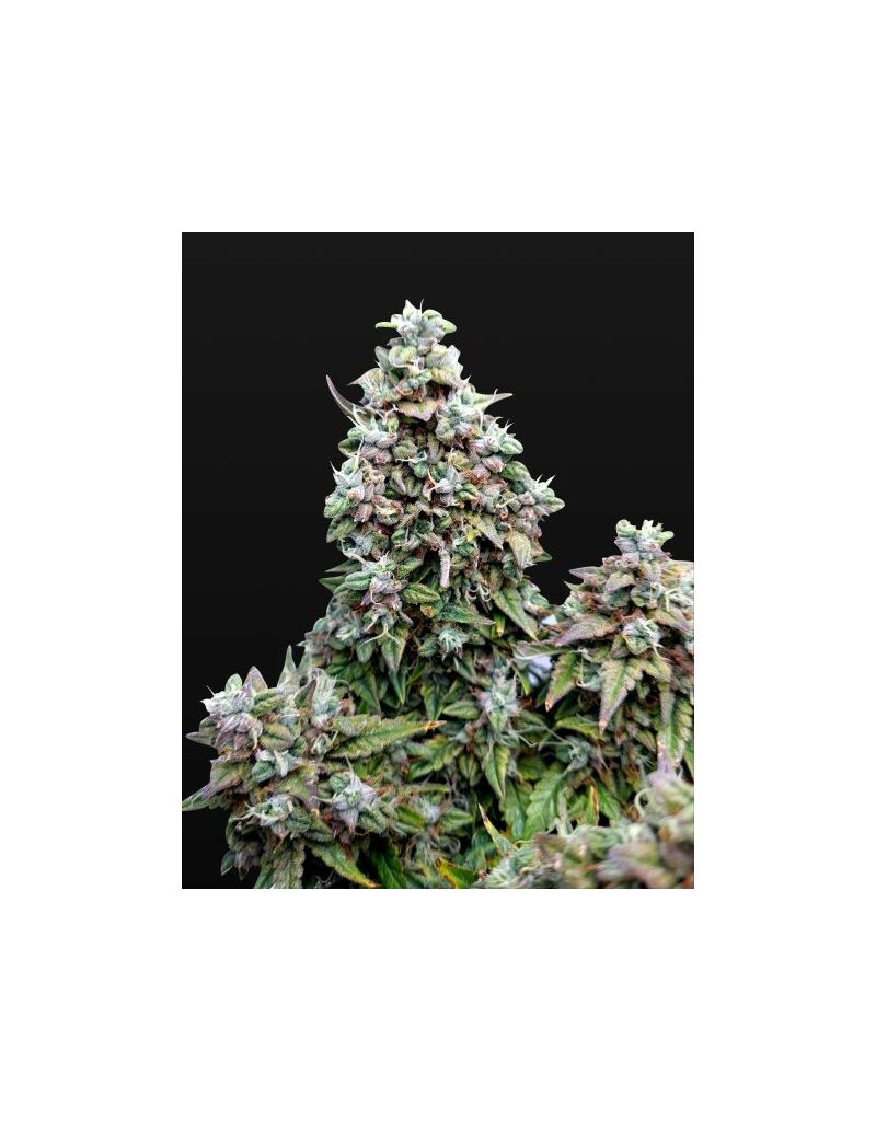 Auto Skywalker, Фасовка: 5